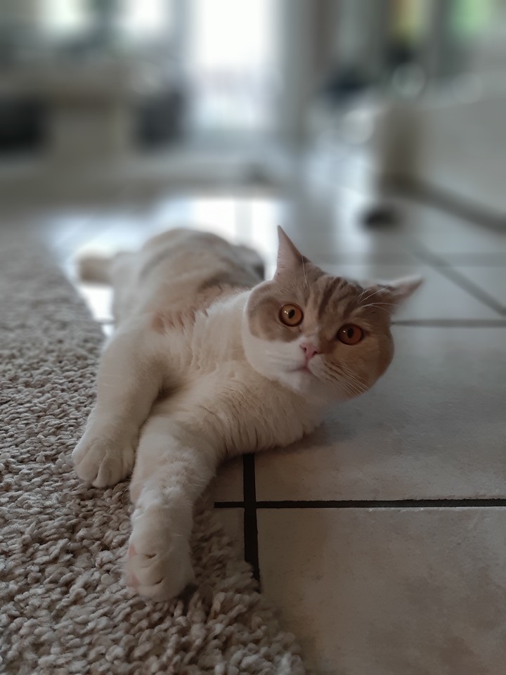 Katze