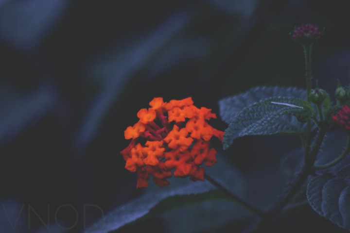 little flower