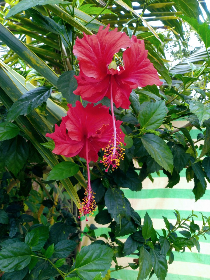 @Hibiscus