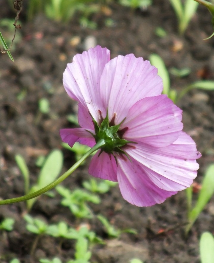 Zarte Blume