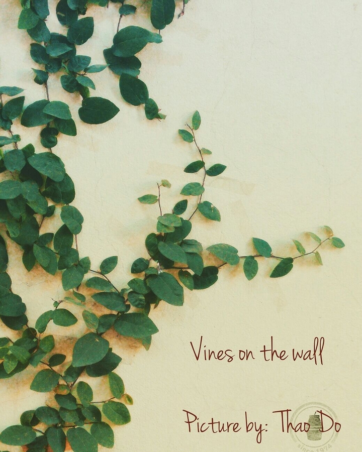 vines