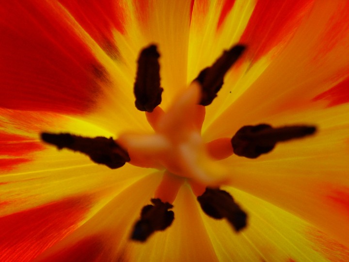 Inside the tulip