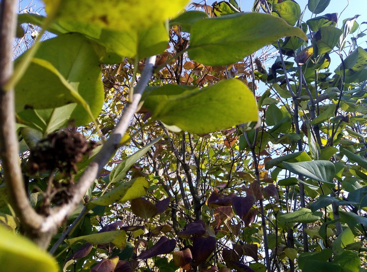 autumn