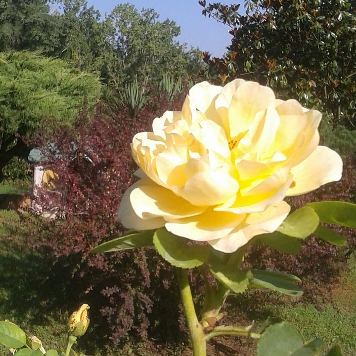 rose italy