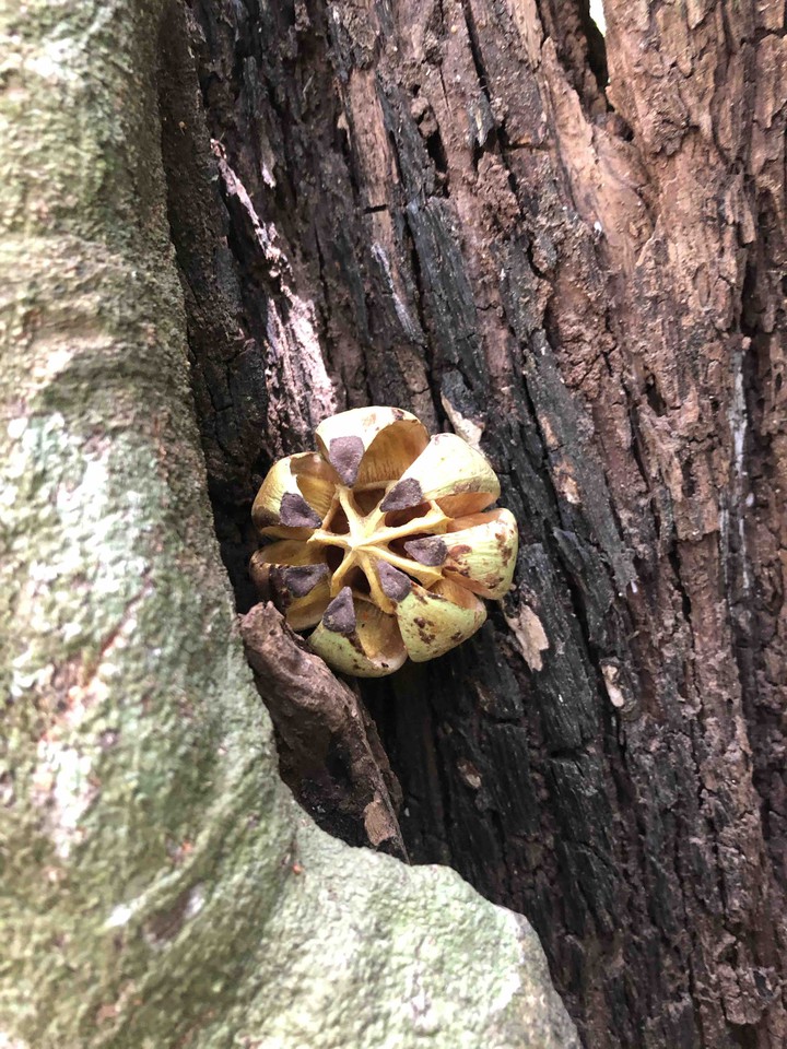 flower?