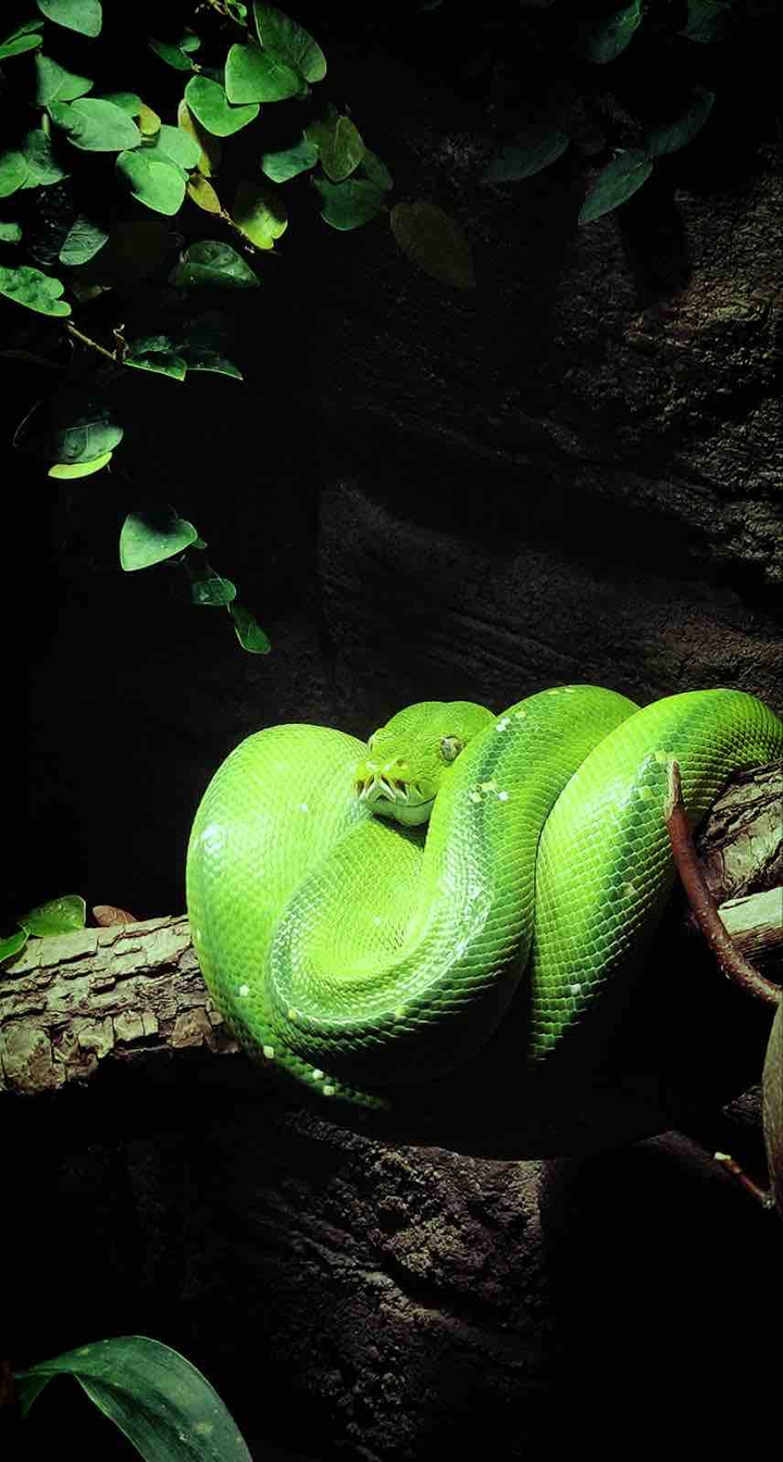 had zoo ostrava