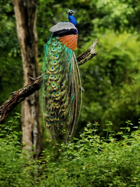 обои bird, phasianidae