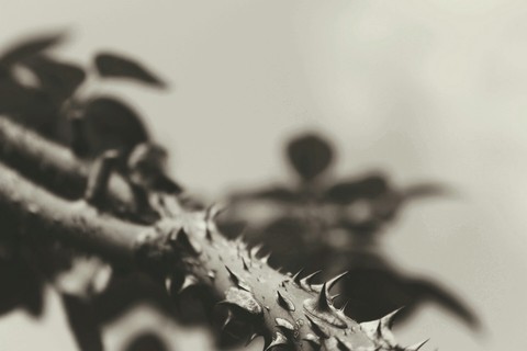 spikes