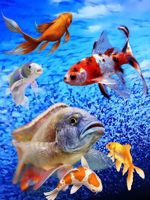 Fische im Wasser