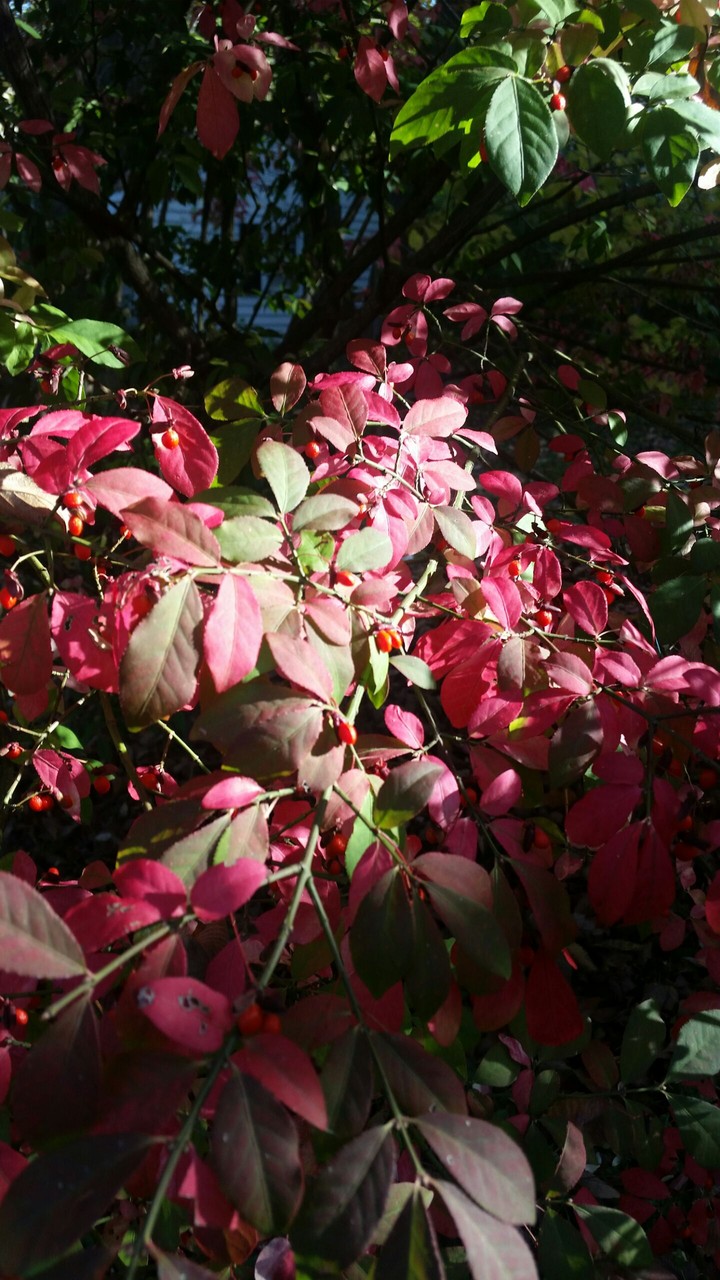 pink tree