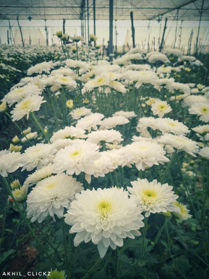 mobile photography