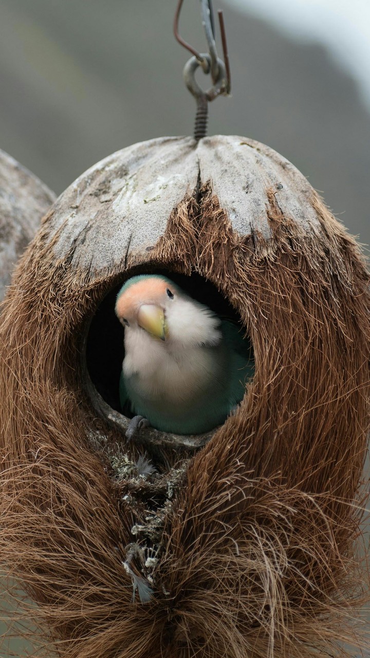 cocoon