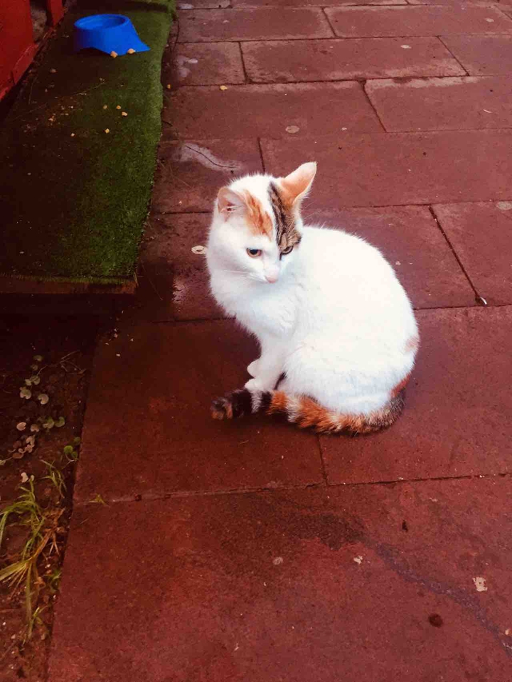 a cat