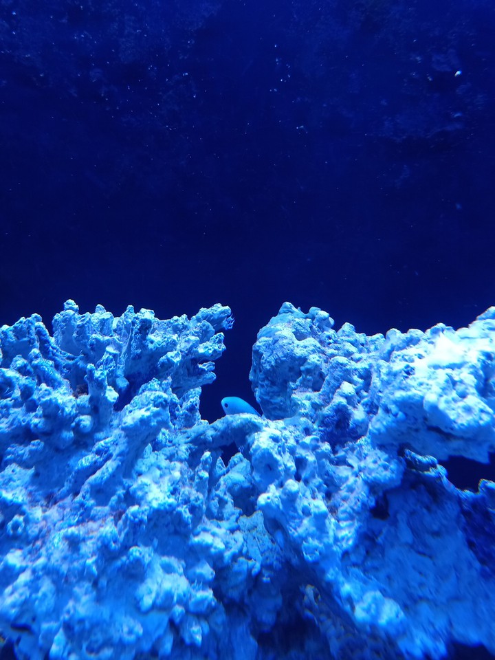 fish