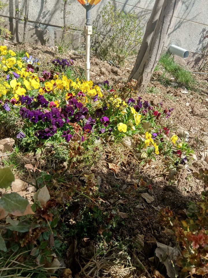 violets