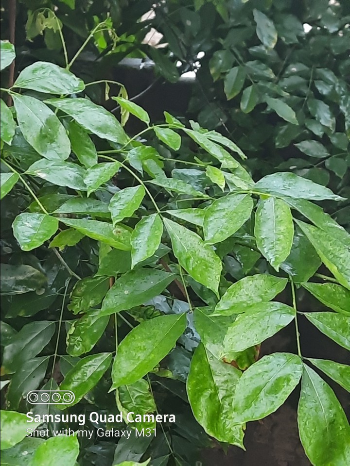 waterdrop evergreen plant
