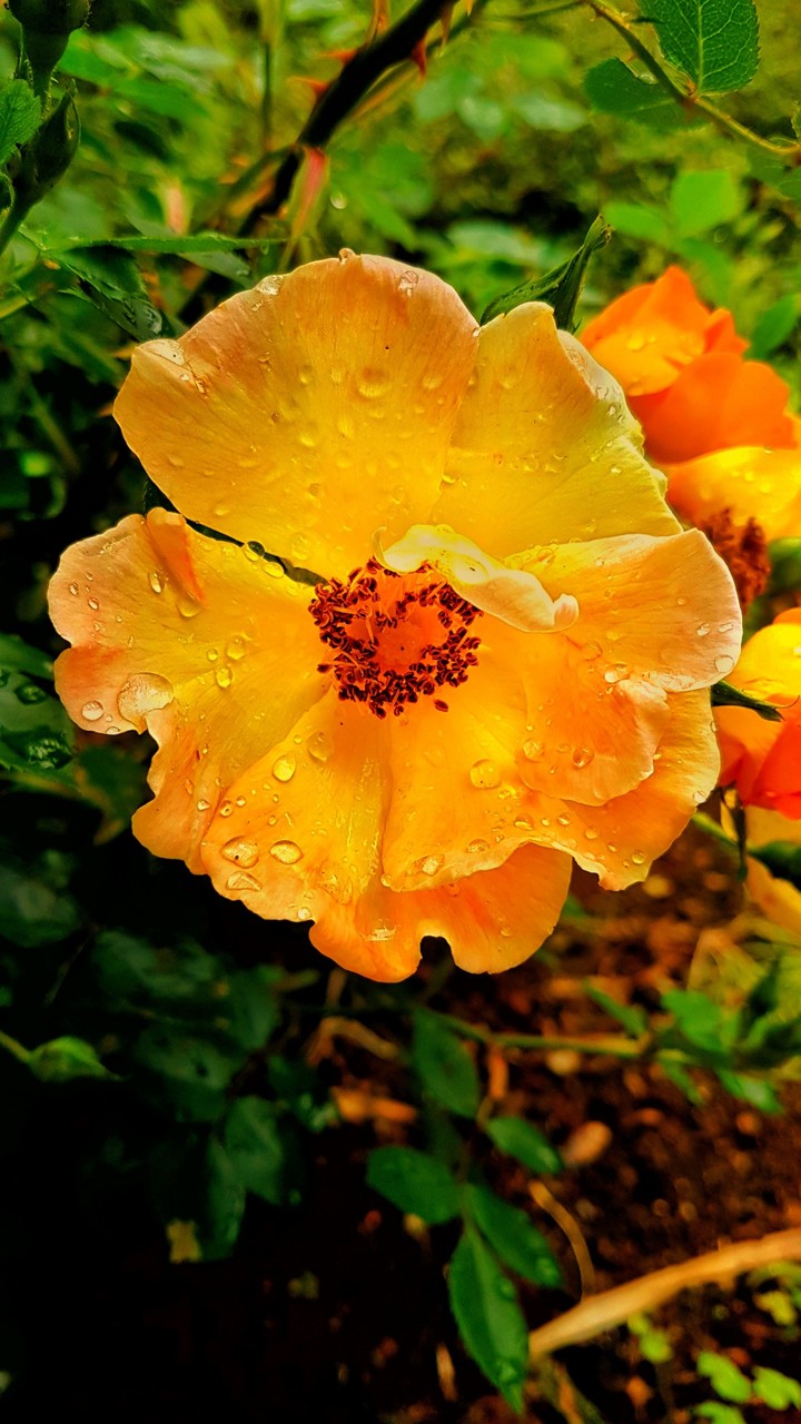 La fleur 3.