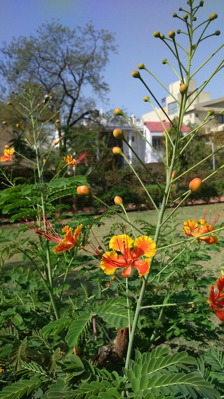 Morning color of flower