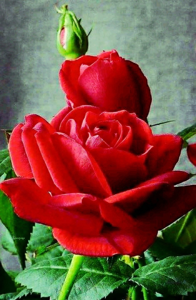Essas Rosas