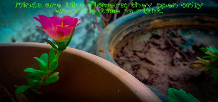 flowers