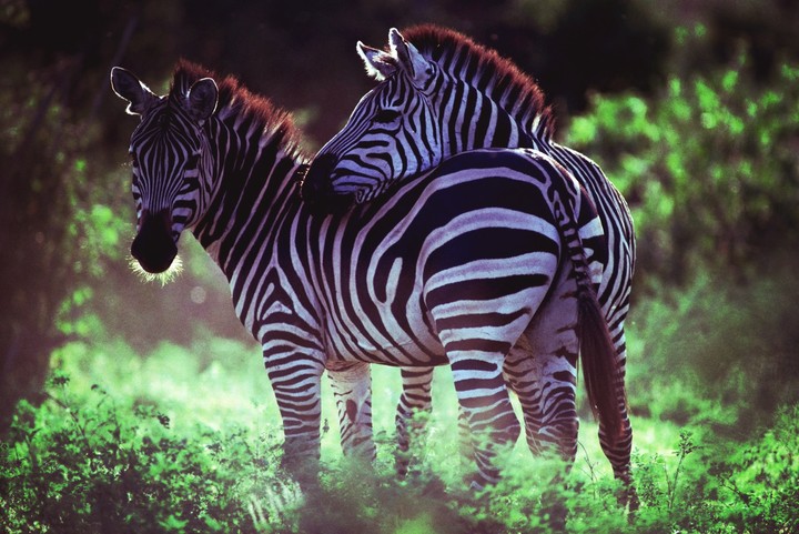 zebras
