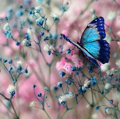 butterfly