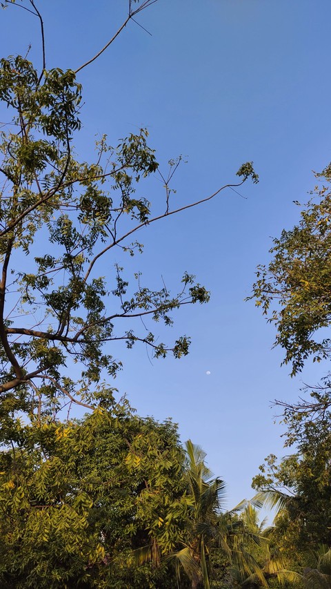 Can you spot the moon?
