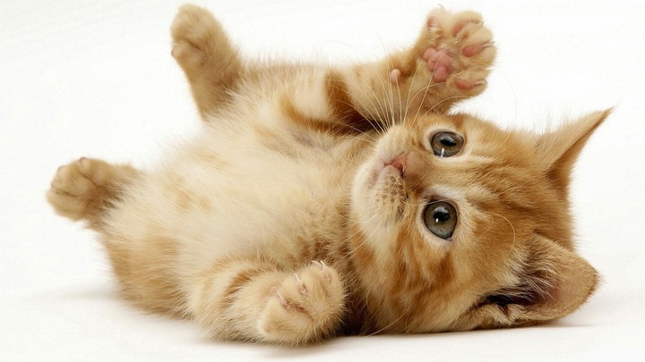 persian kitten