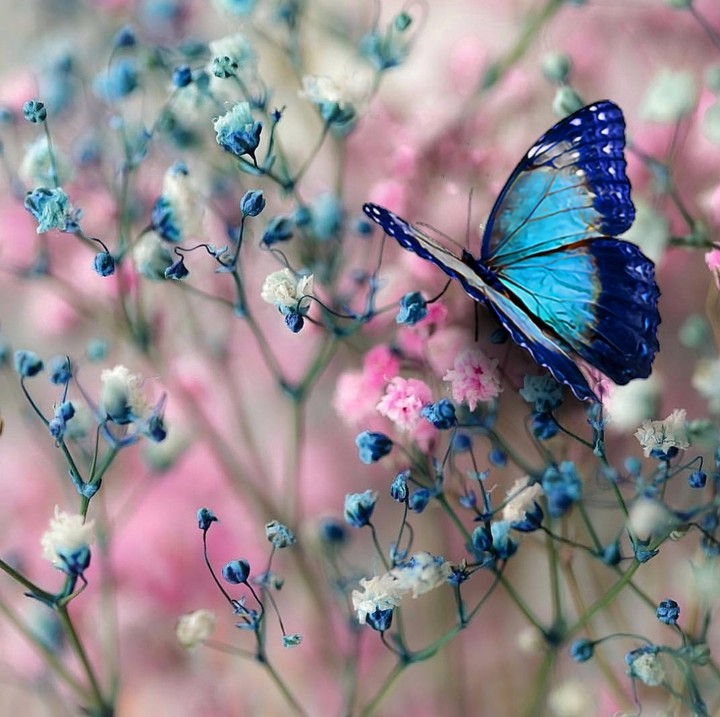 butterfly