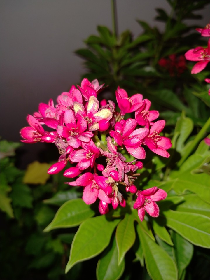 pink inflorescence....