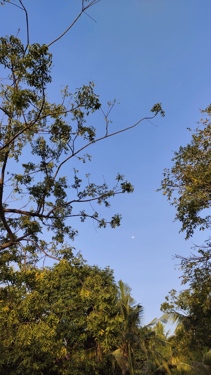 Can you spot the moon?