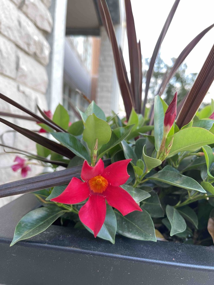 flower