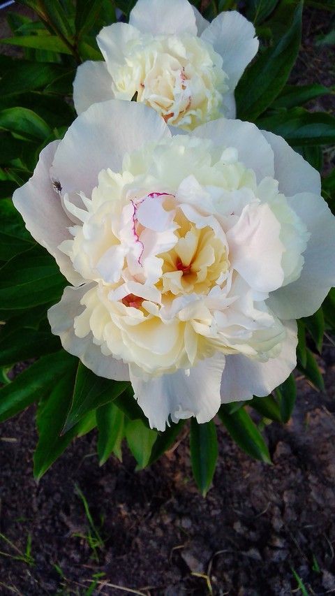 pion