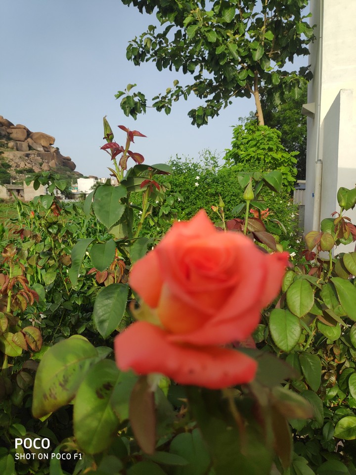 vln. Garden