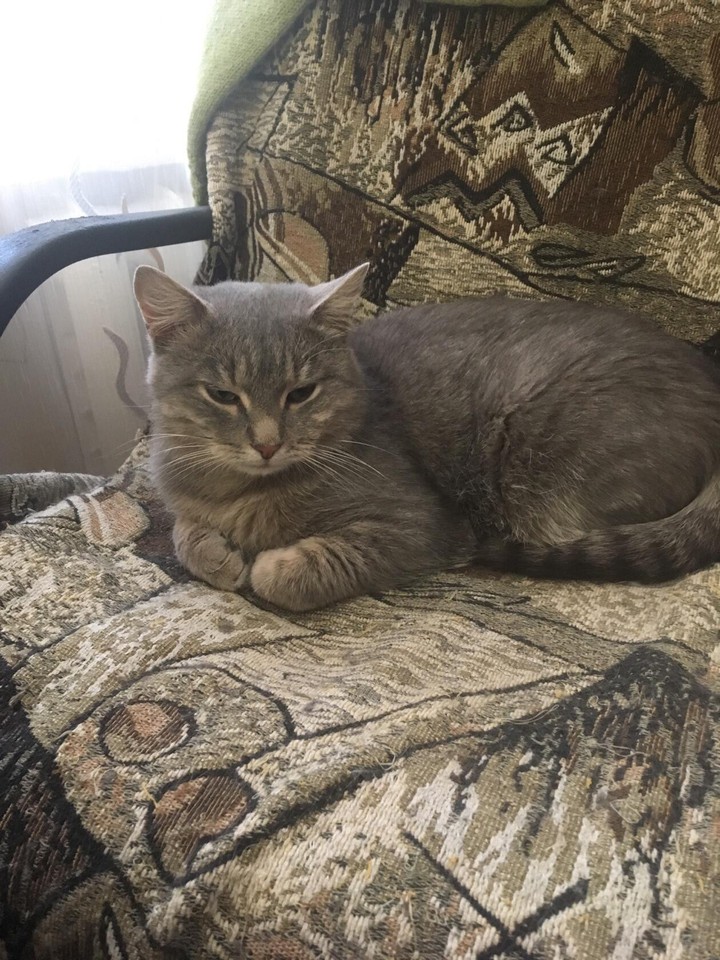 кошка