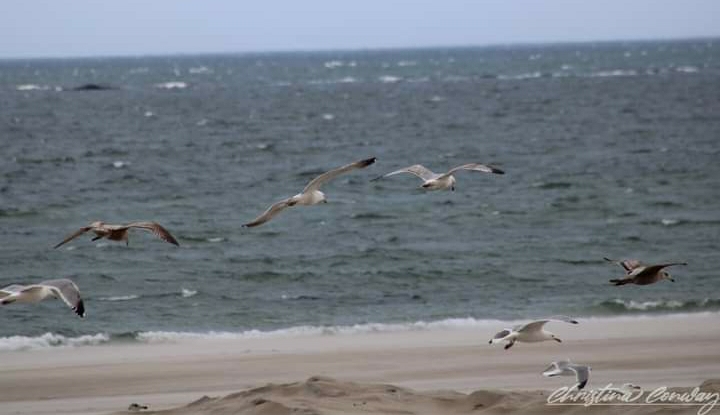 seagulls