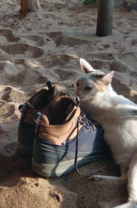 Cat