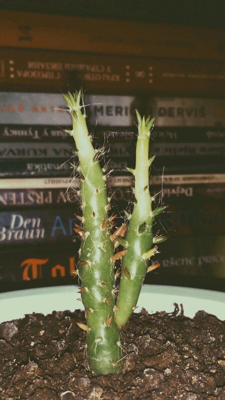 Cactus
