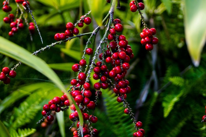wild Berry