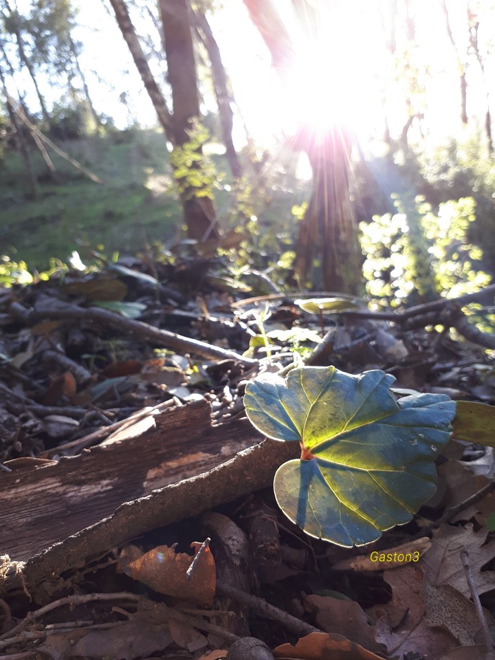 Beautiful Nature details