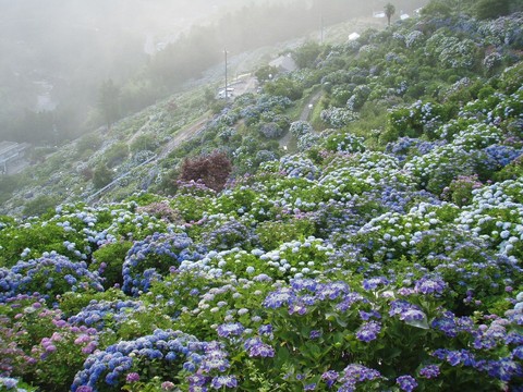 Hydrangea garden❤