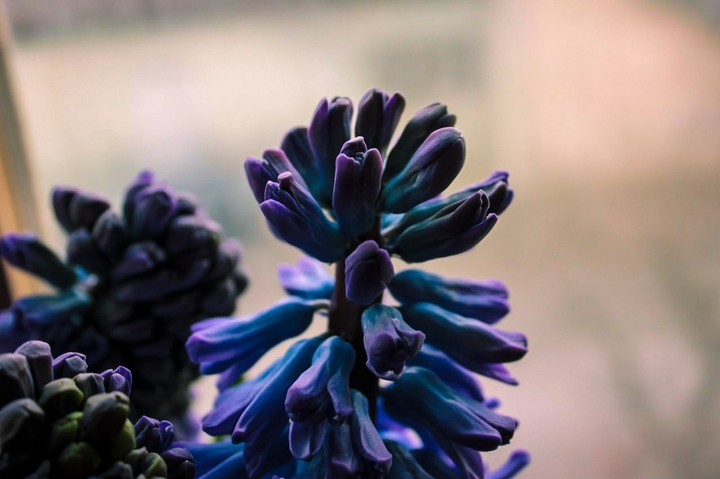 violet flower