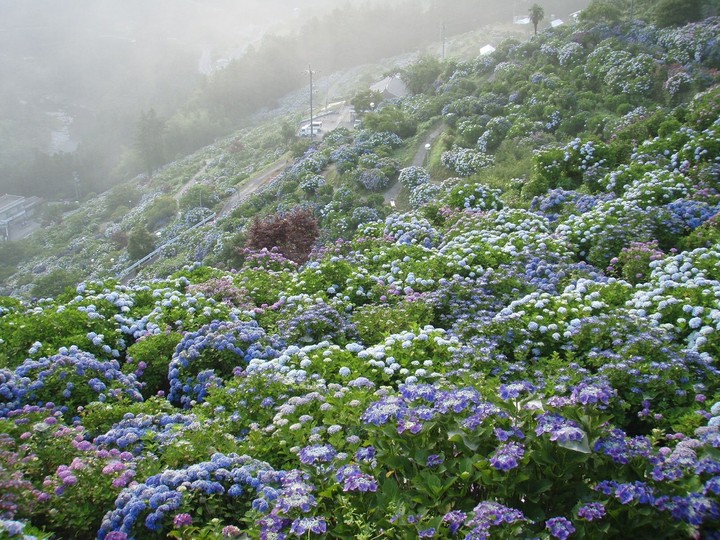 Hydrangea garden❤
