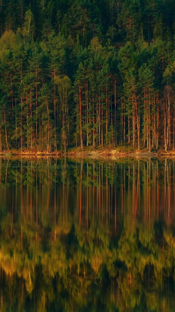 лес
