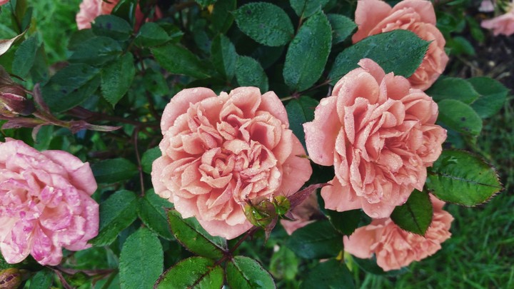 roses