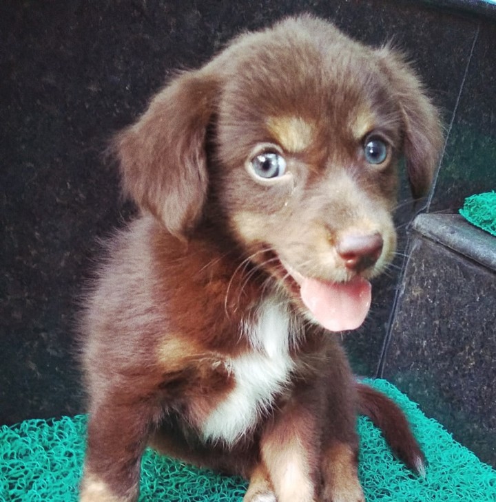 cute puppy