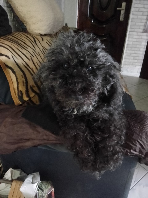 Liza