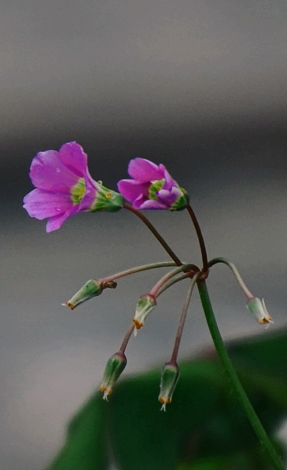 tiny flowers
