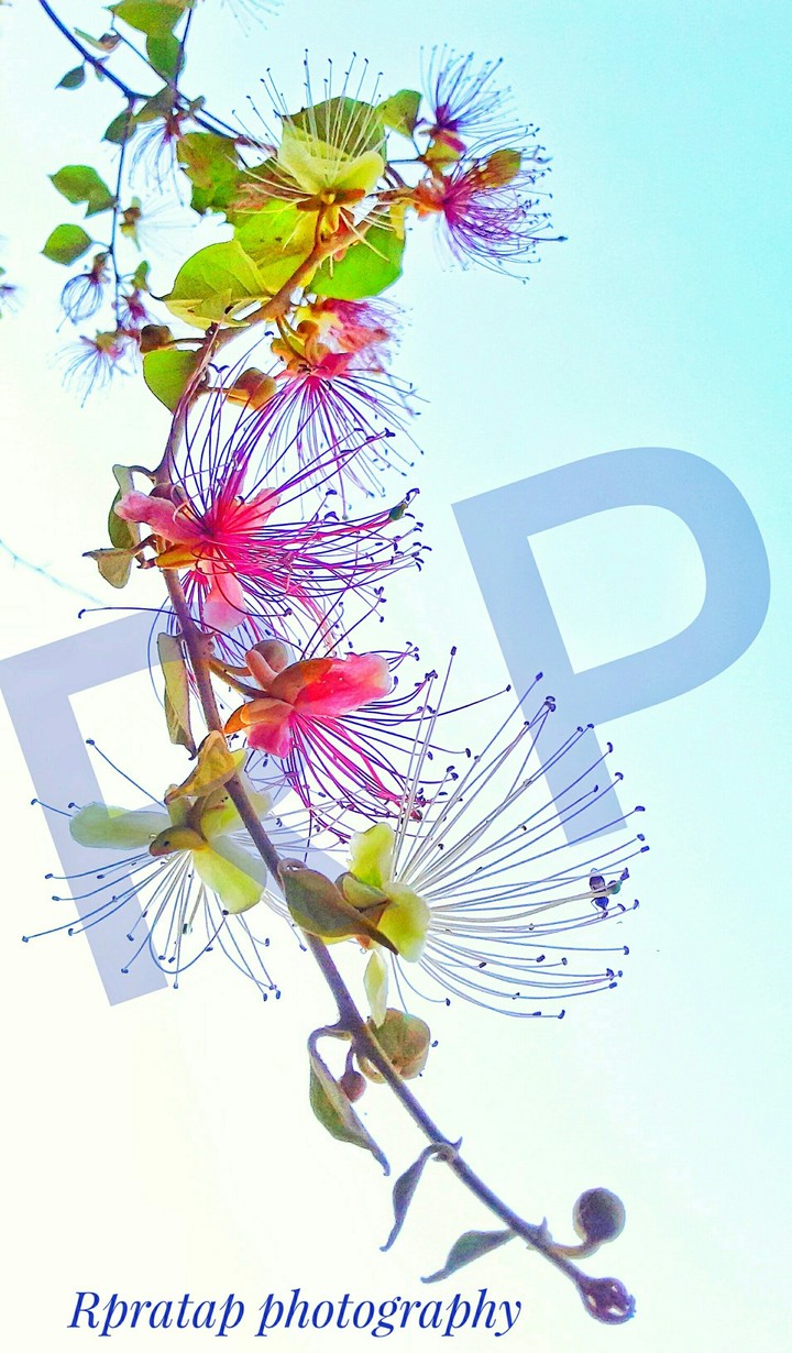 blue sky and red flower