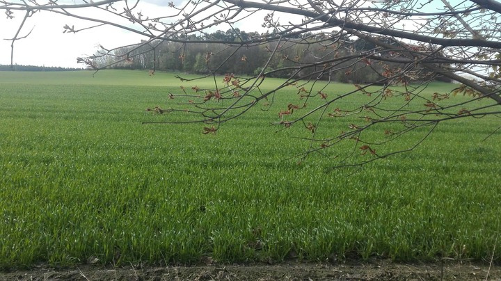 field